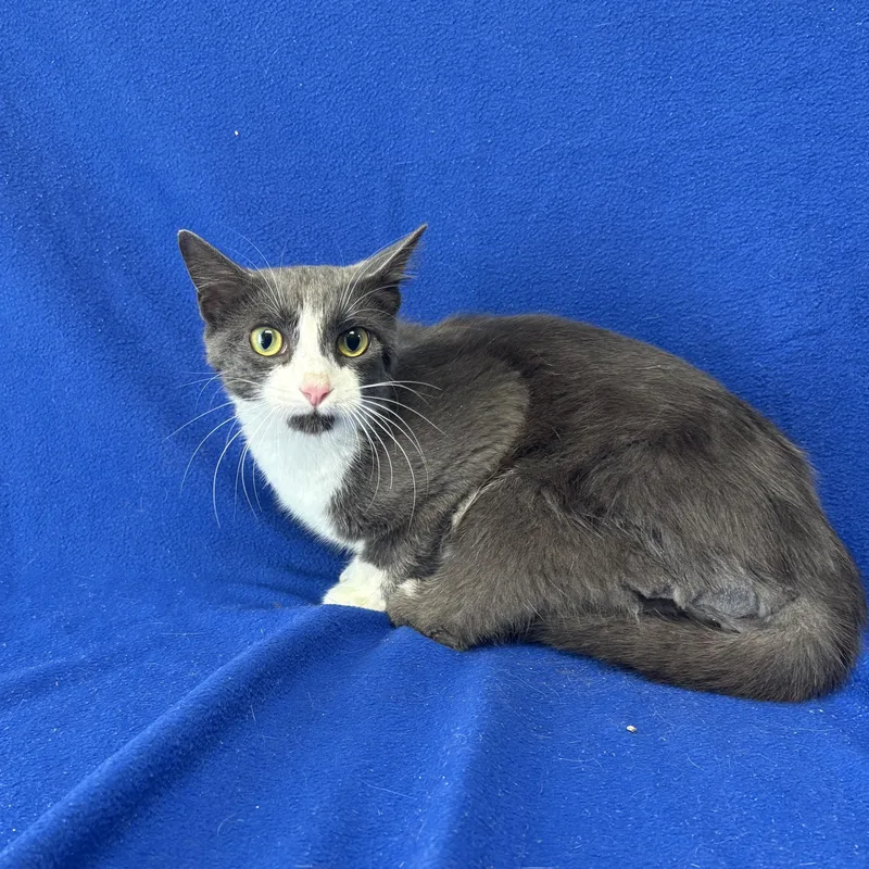A baby medium-sized male Gray & White Domestic Short Hair cat named Emerald for adoption in Valdosta, GA