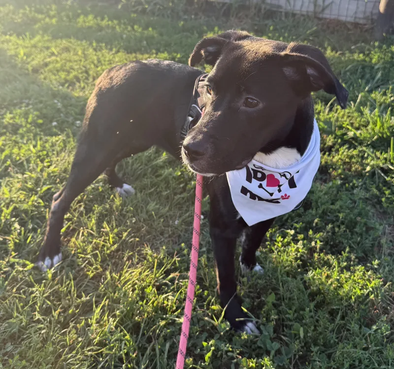 A young small-sized female Black Labrador Retriever dog named Shilhlo for adoption in Lexington, KY
