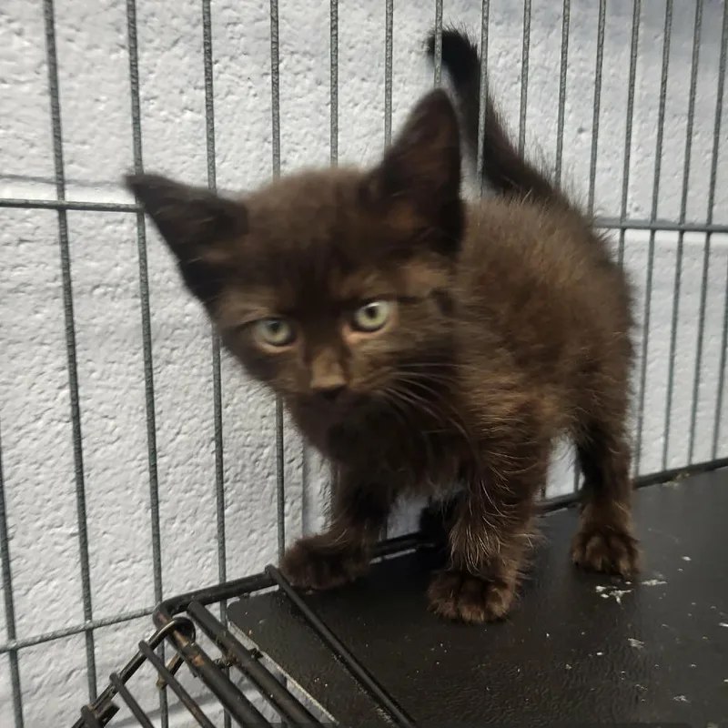 A baby small-sized female Black Domestic Short Hair cat named Lovealot Bear for adoption in Martinsville, VA