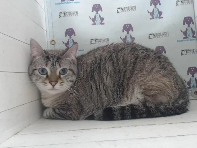 An adult small-sized female Domestic Short Hair cat named Oakley for adoption in Orlando, FL