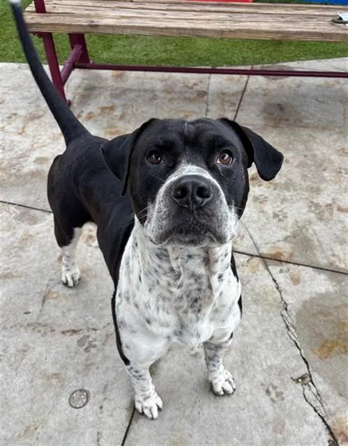 An adult large-sized male Terrier dog named Mc Flurry for adoption in Miami, FL
