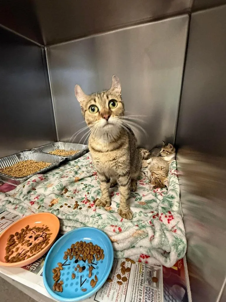 An adult medium-sized female Scottish Fold cat named Canyata for adoption in Sorrento, LA