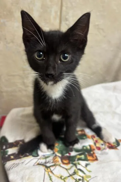 A baby small-sized male Domestic Short Hair cat named Maxwell for adoption in Honolulu, HI