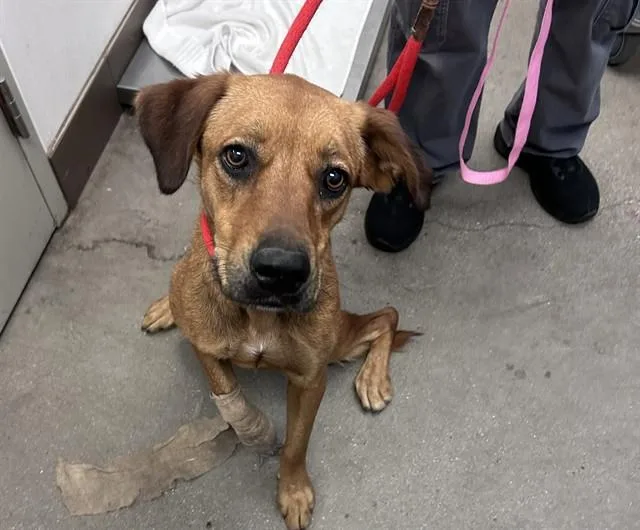 A young small-sized male Labrador Retriever dog named Milo for adoption in Tucson, AZ