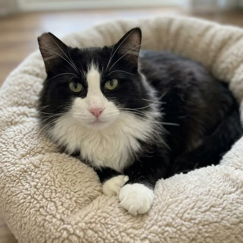 An adult small-sized male Domestic Long Hair cat named Ernie for adoption in Richmond, MO
