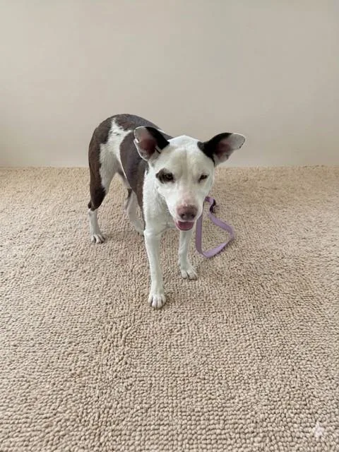 An adult medium-sized male American Bulldog dog named Rocky for adoption in Miami, FL