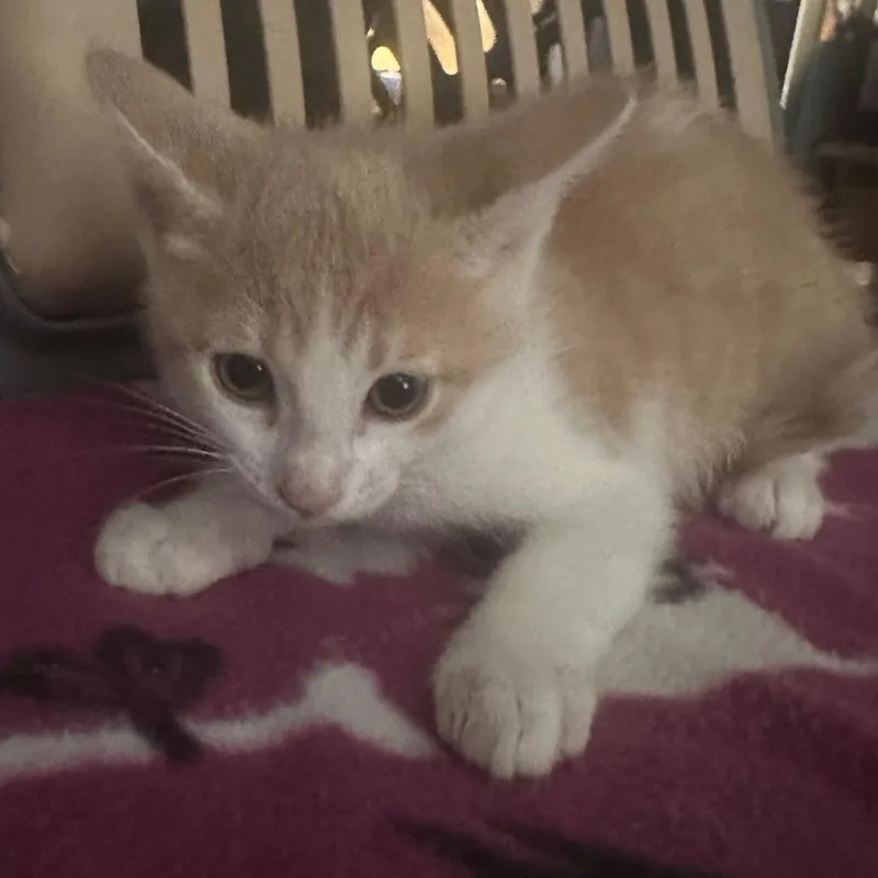 Coco