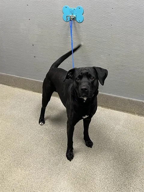 An adult large-sized male Labrador Retriever dog named Wayne for adoption in Las Vegas, NV