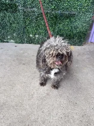A senior small-sized female Miniature Poodle dog named Panchita for adoption in El Paso, TX