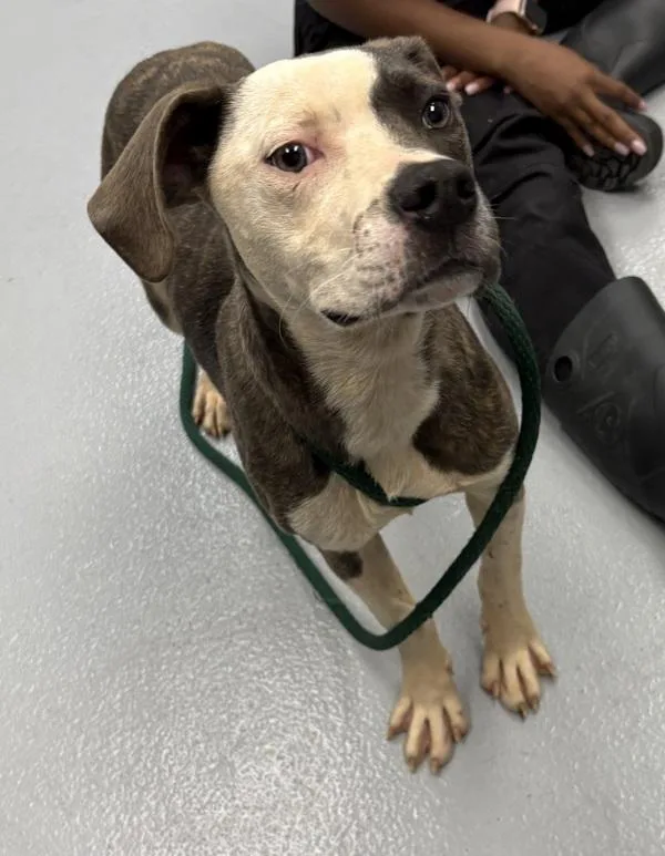 Pen C Romeo thumbnail 2