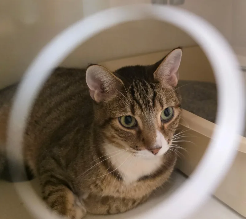 An adult medium-sized male Tabby cat named Phineas for adoption in Schaumburg, IL