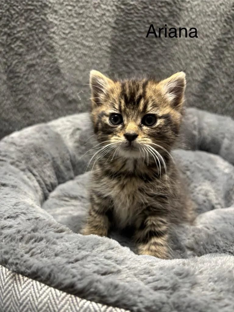 A baby medium-sized female Domestic Short Hair cat named Ariana for adoption in Wabash, IN