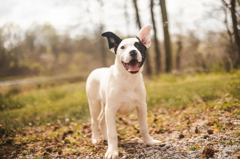 A baby small-sized female White / Cream Mixed Breed dog named Mocca for adoption in Gradyville, KY