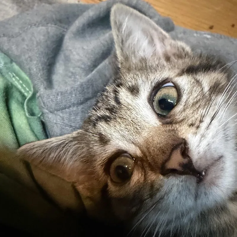 A baby small-sized male Brown / Chocolate Domestic Short Hair cat named Teton for adoption in Enfield, NH