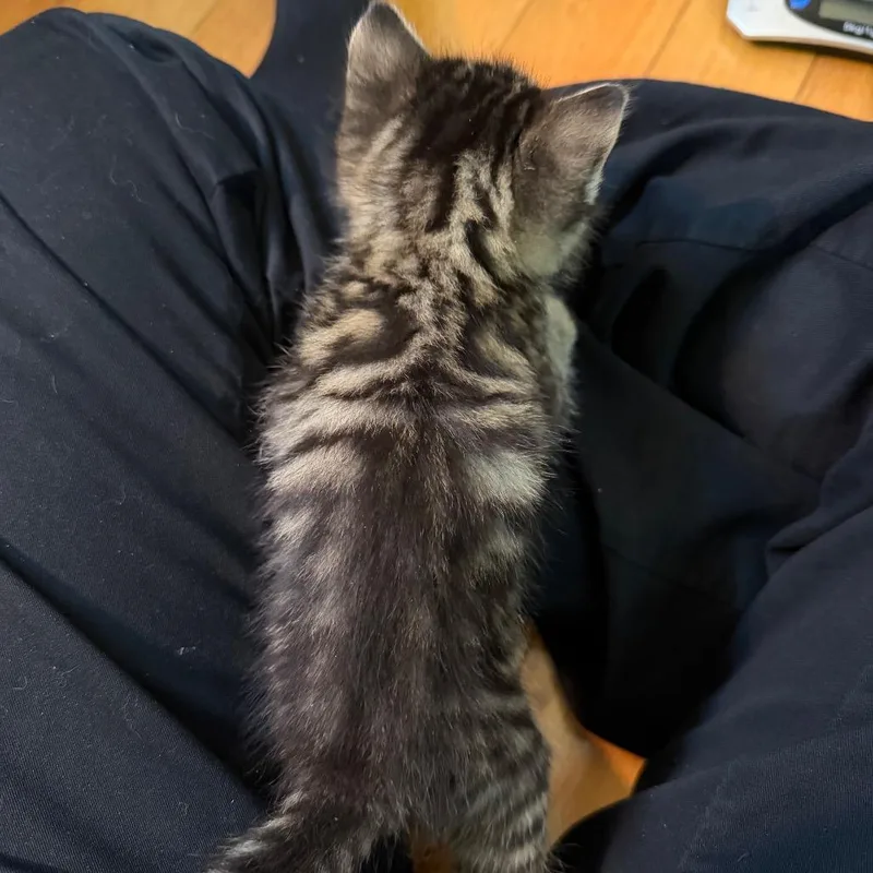 Teton thumbnail 2