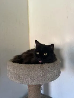 A senior medium-sized female Domestic Long Hair cat named Sasha for adoption in Hendersonville, TN