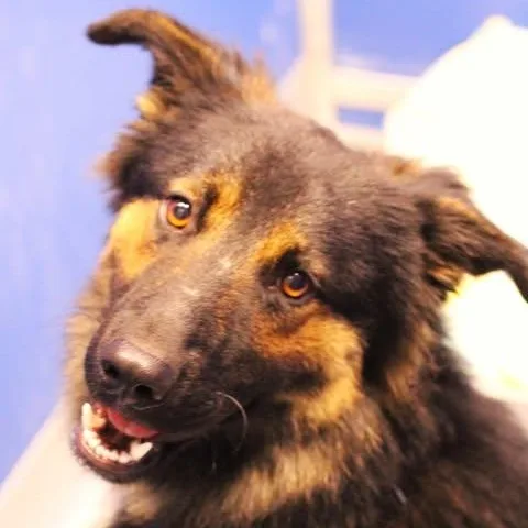 An adult medium-sized male German Shepherd Dog dog named 26-01781 for adoption in Fredericksburg, VA
