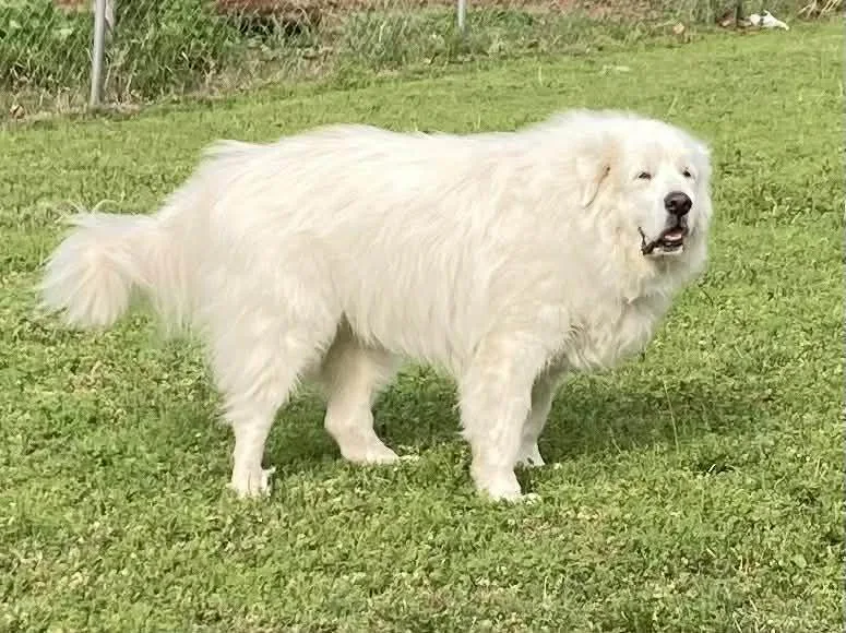 A senior extra large-sized male White / Cream Great Pyrenees dog named Arno for adoption in Kiowa, OK
