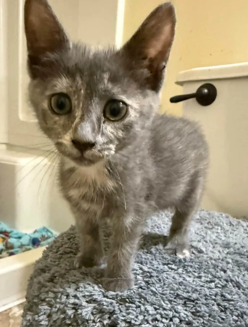 A baby medium-sized female Dilute Calico Domestic Short Hair cat named Mist for adoption in Sioux City, IA