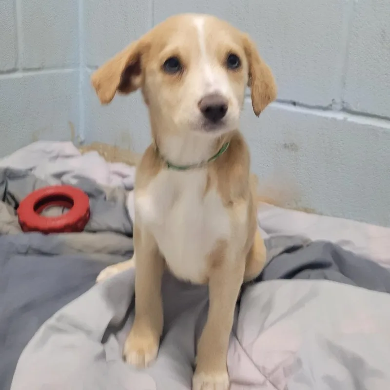 A baby medium-sized female Yellow / Tan / Blond / Fawn Mixed Breed dog named Edie for adoption in LOXAHATCHEE, FL