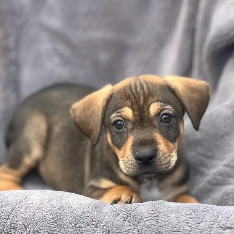 A baby large-sized female Shepherd dog named Dakota Pup  Aberdeen for adoption in San Diego, CA