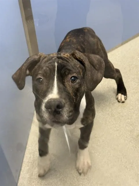 A young large-sized male Boxer dog named Tank for adoption in Mesa, AZ