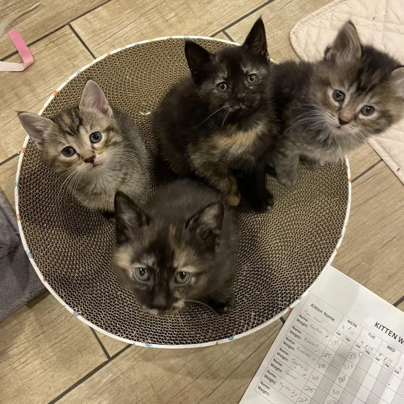 A baby small-sized female Domestic Short Hair cat named Primrose for adoption in Middle Village, NY