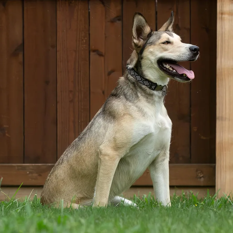A young medium-sized male Brown / Chocolate Husky dog named Reebok for adoption in Tomball, TX