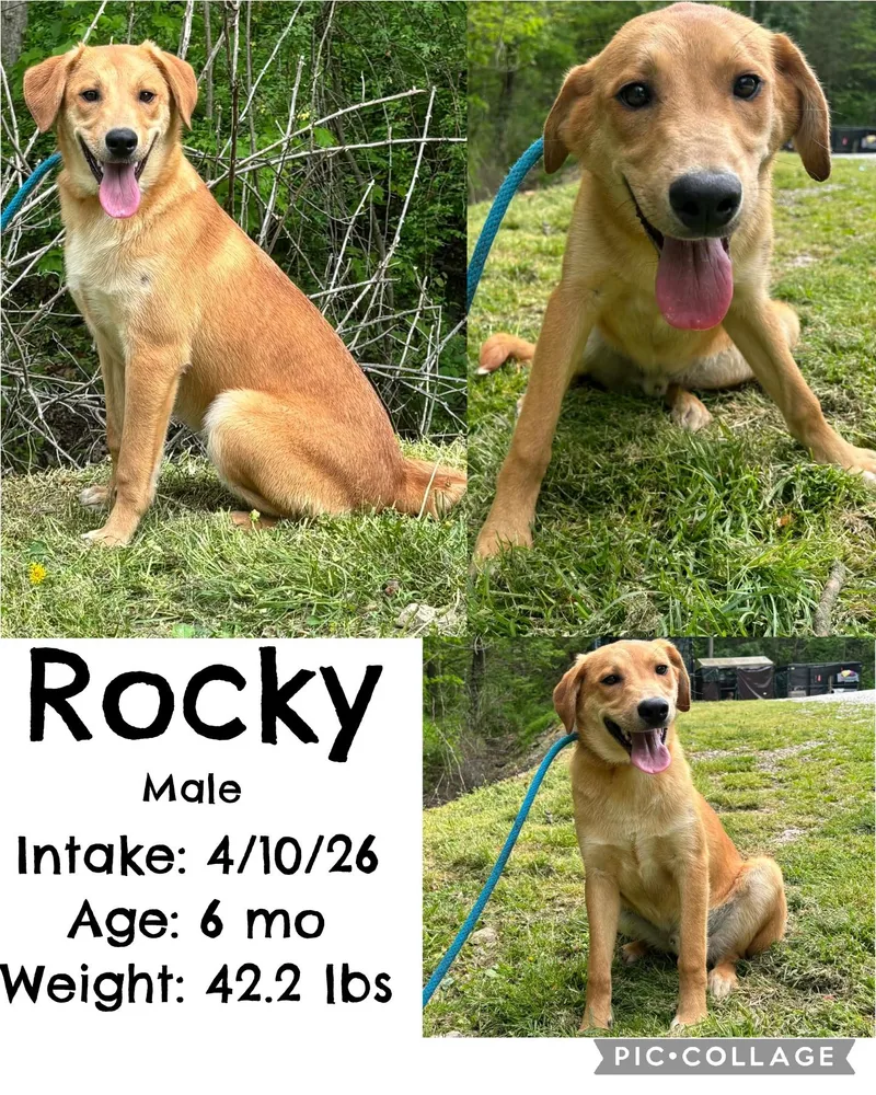 Rocky