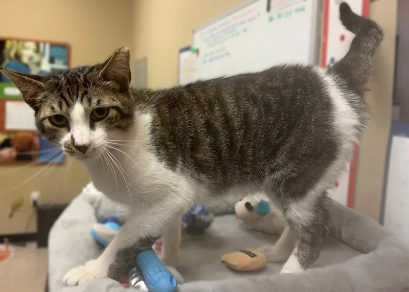 A young medium-sized male Domestic Short Hair cat named Lloyd for adoption in Herndon, VA