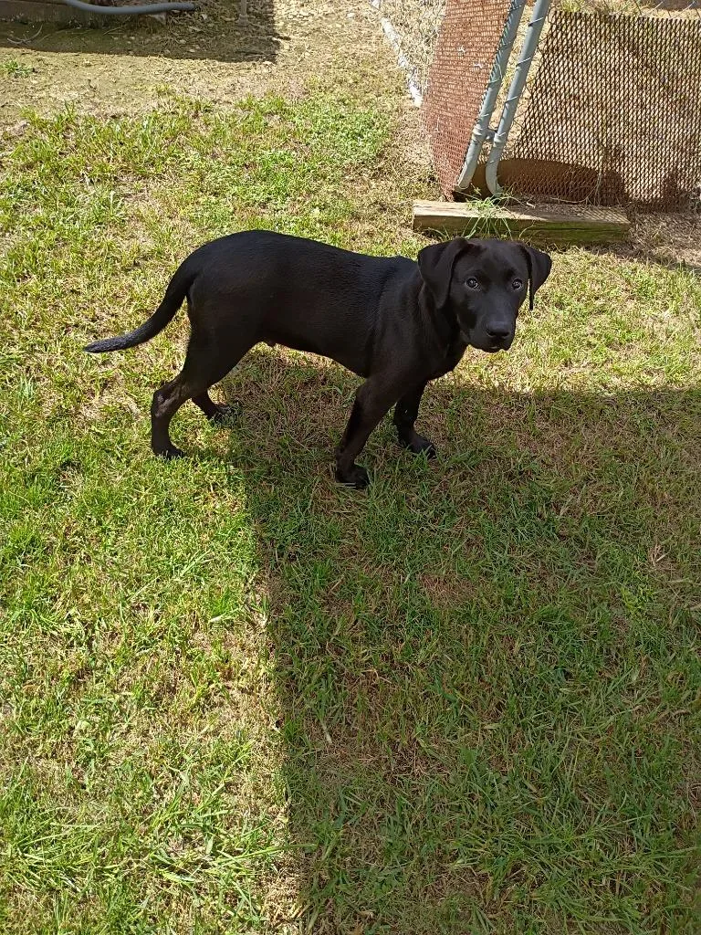 A young medium-sized male Labrador Retriever dog named Alex for adoption in Albany, GA