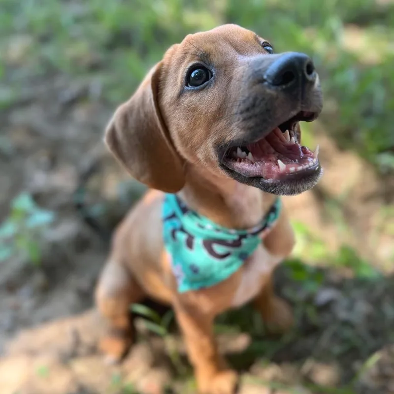 A baby large-sized female Yellow / Tan / Blond / Fawn Hound dog named Indy for adoption in Livingston, TX