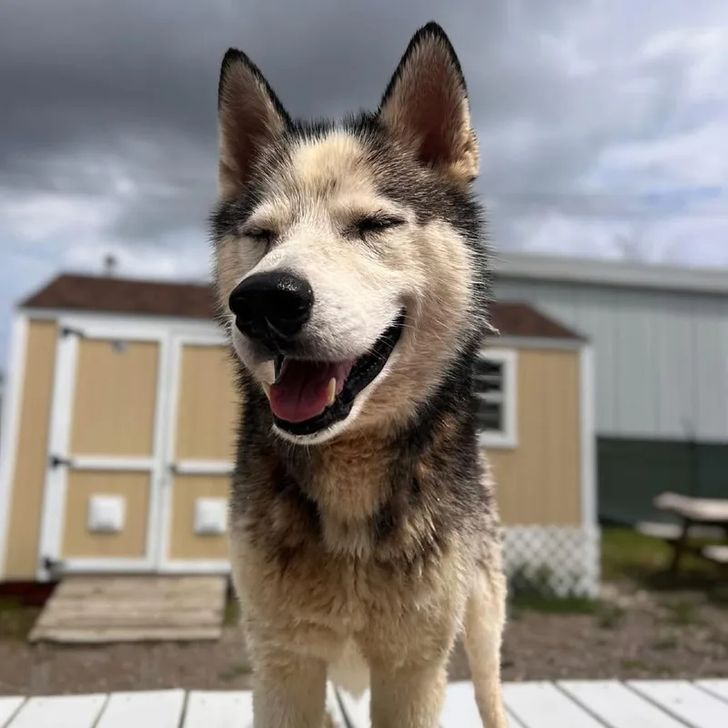 An adult medium-sized male Gray / Blue / Silver Husky dog named Storm for adoption in St. Peters, MO
