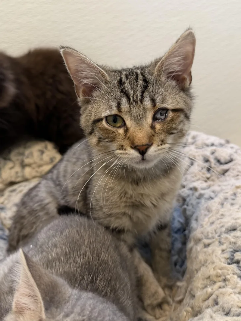 A baby medium-sized male Brown / Chocolate Domestic Short Hair cat named Dean Forester Our for adoption in Chicago, IL