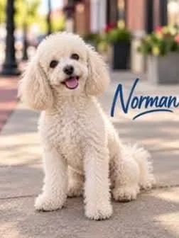 An adult small-sized male Miniature Poodle dog named Norman for adoption in Panama City, FL