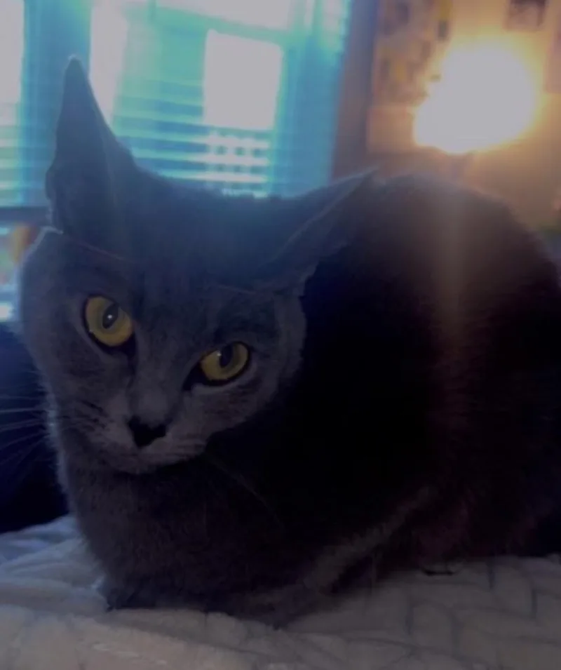 A baby medium-sized female Russian Blue cat named Chloe for adoption in Douglasville, GA
