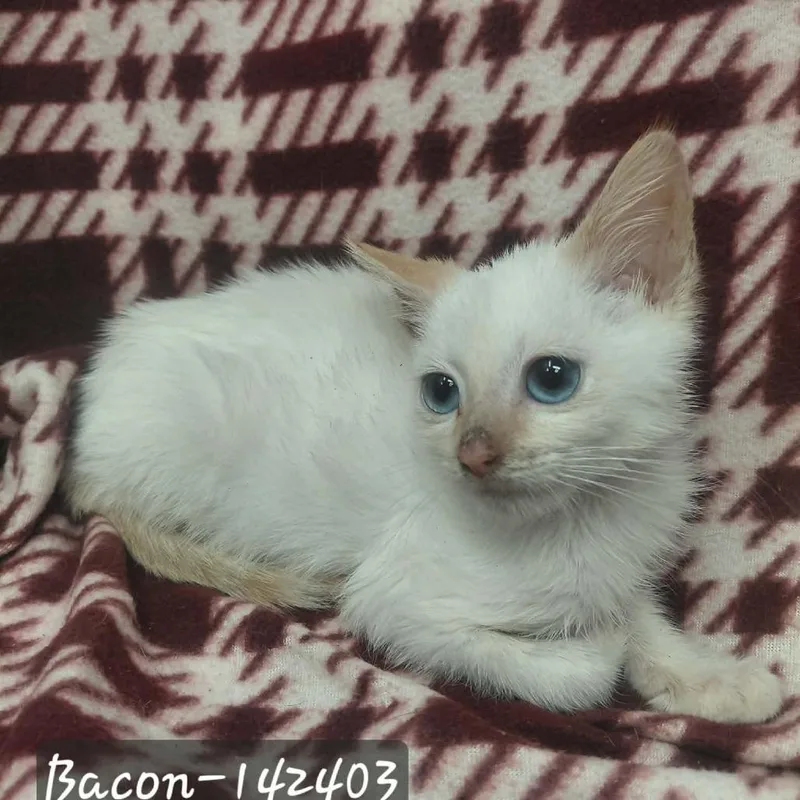 A baby small-sized male Domestic Short Hair cat named Bacon for adoption in New Tazewell, TN