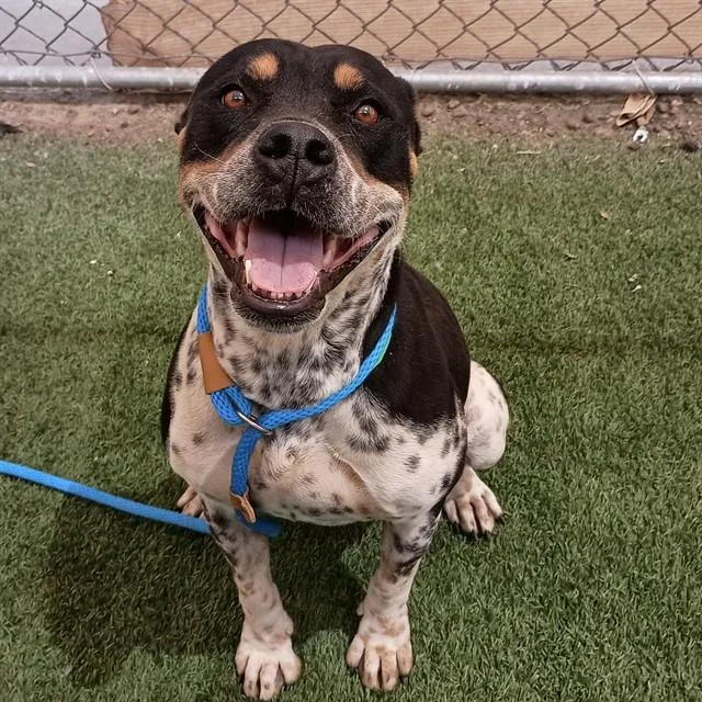 A young large-sized female Pit Bull Terrier dog named Penelope for adoption in Mesa, AZ