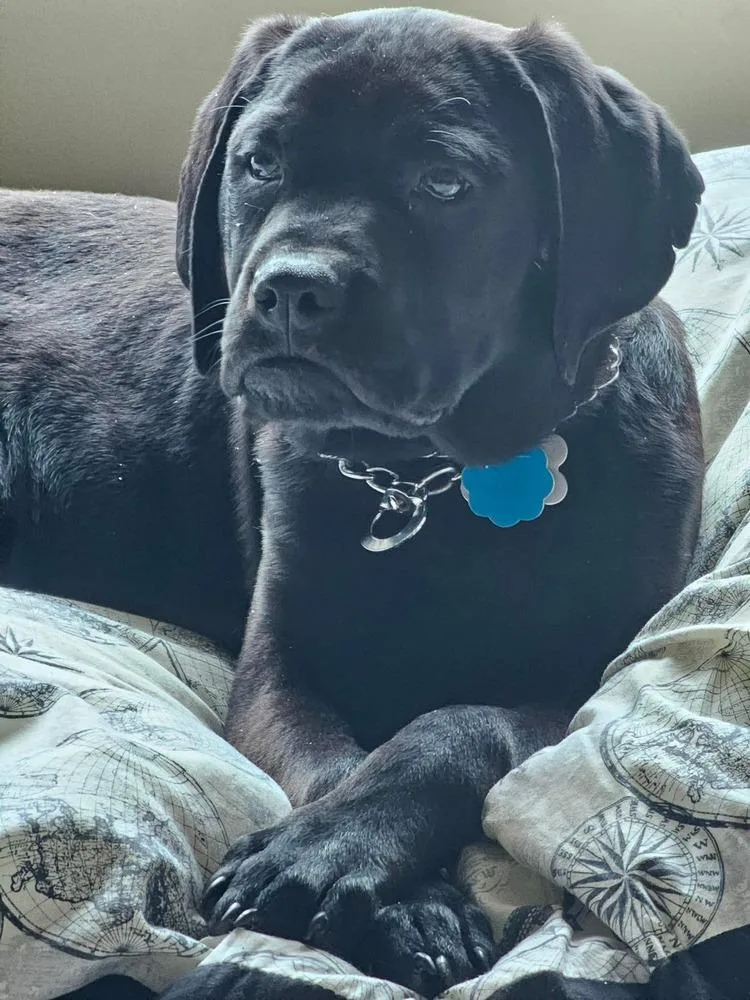 Caesar