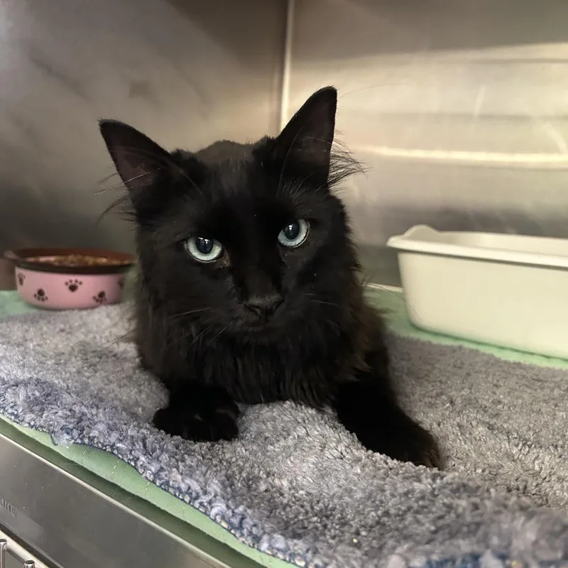 A young small-sized male Black Domestic Long Hair cat named Phantom for adoption in Hinesville, GA