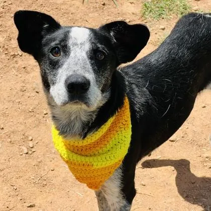 An adult medium-sized female Australian Cattle Dog / Blue Heeler dog named Melanie HW + fee for adoption in Seneca, SC