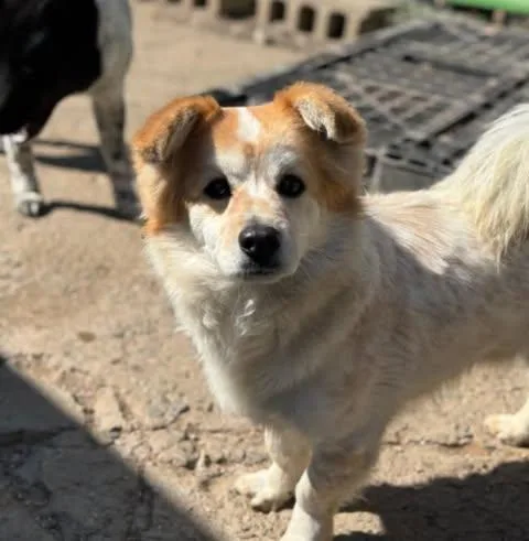 An adult small-sized male Apricot / Beige Tibetan Spaniel dog named Anko for adoption in North Haledon, NJ