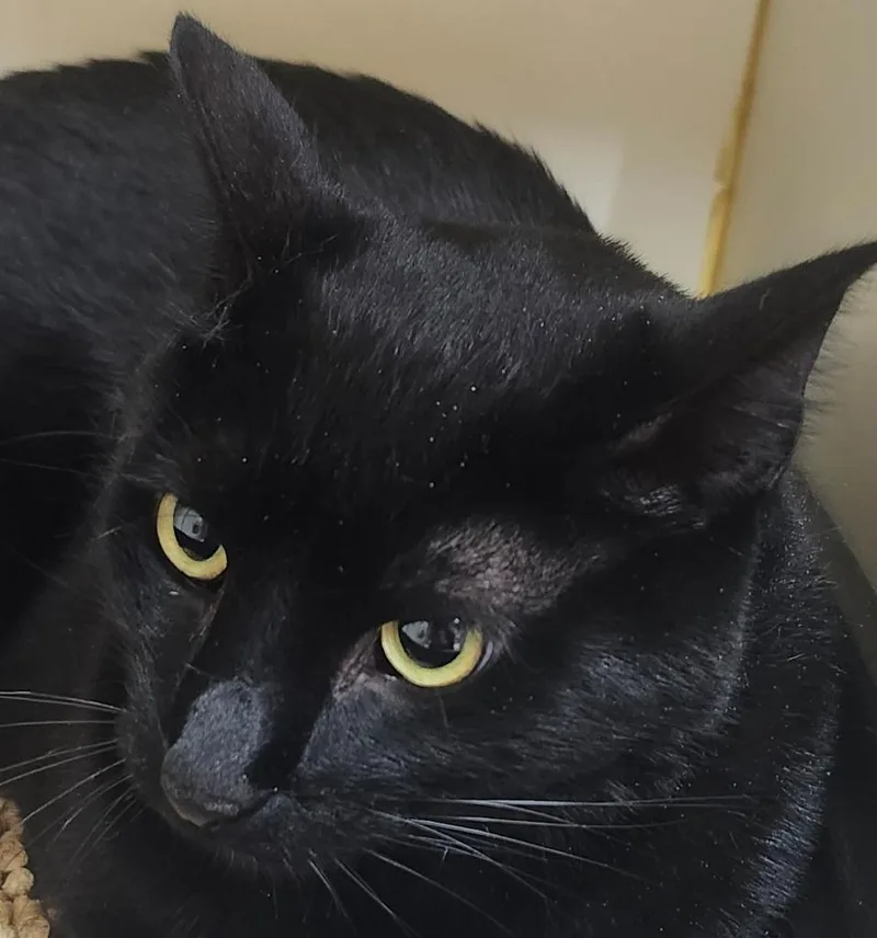 An adult small-sized male Domestic Short Hair cat named Cyrus for adoption in Little Rock, AR