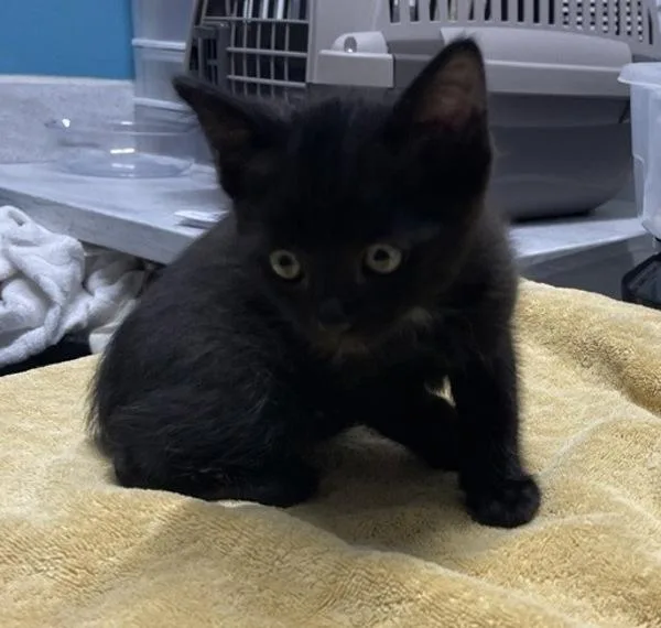 A baby medium-sized male Domestic Short Hair cat named Shamus for adoption in Escondido, CA