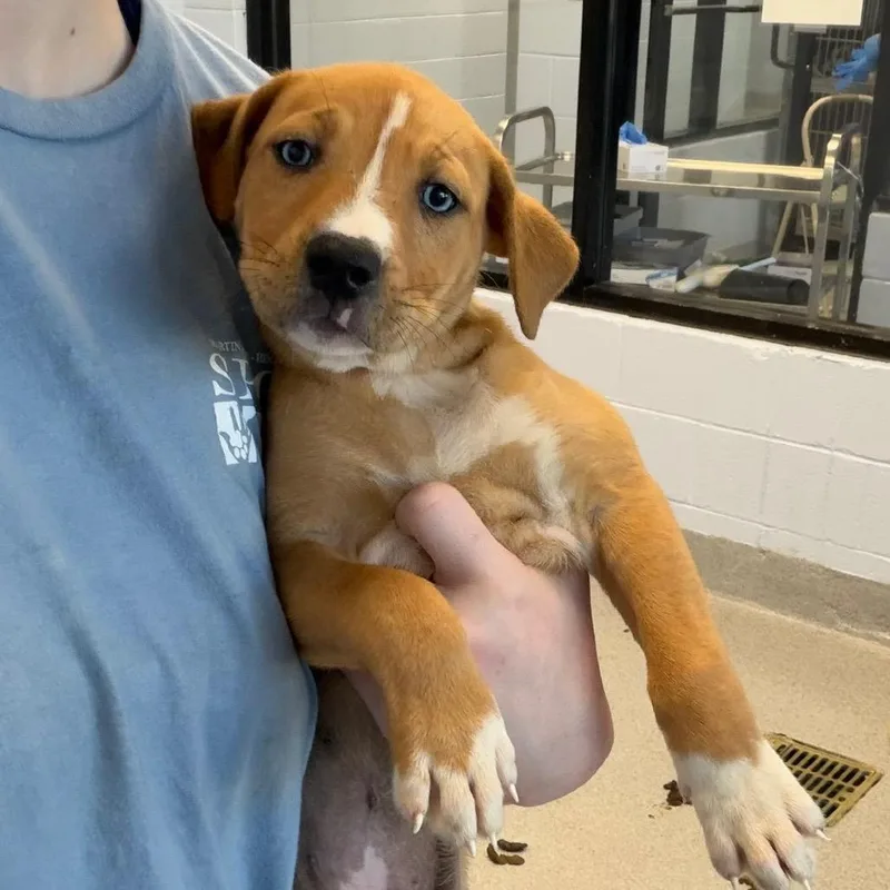 A baby large-sized female Brown / Chocolate Pit Bull Terrier dog named Barking The Law for adoption in Martinsville, VA