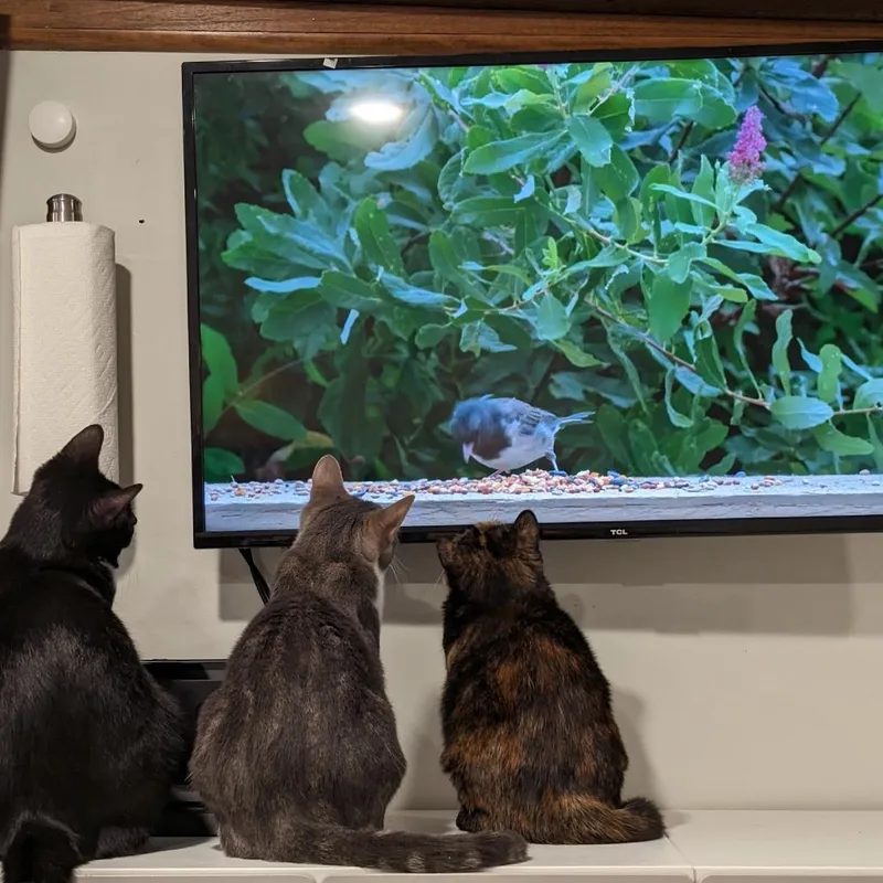 Marianne thumbnail 2