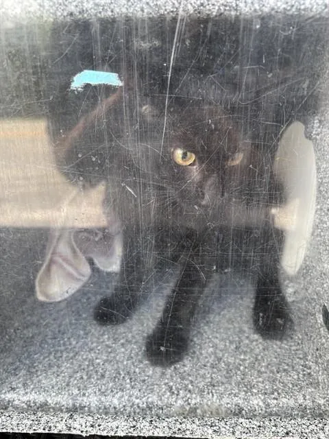 A young medium-sized male Domestic Short Hair cat named Yoda for adoption in Naples, FL