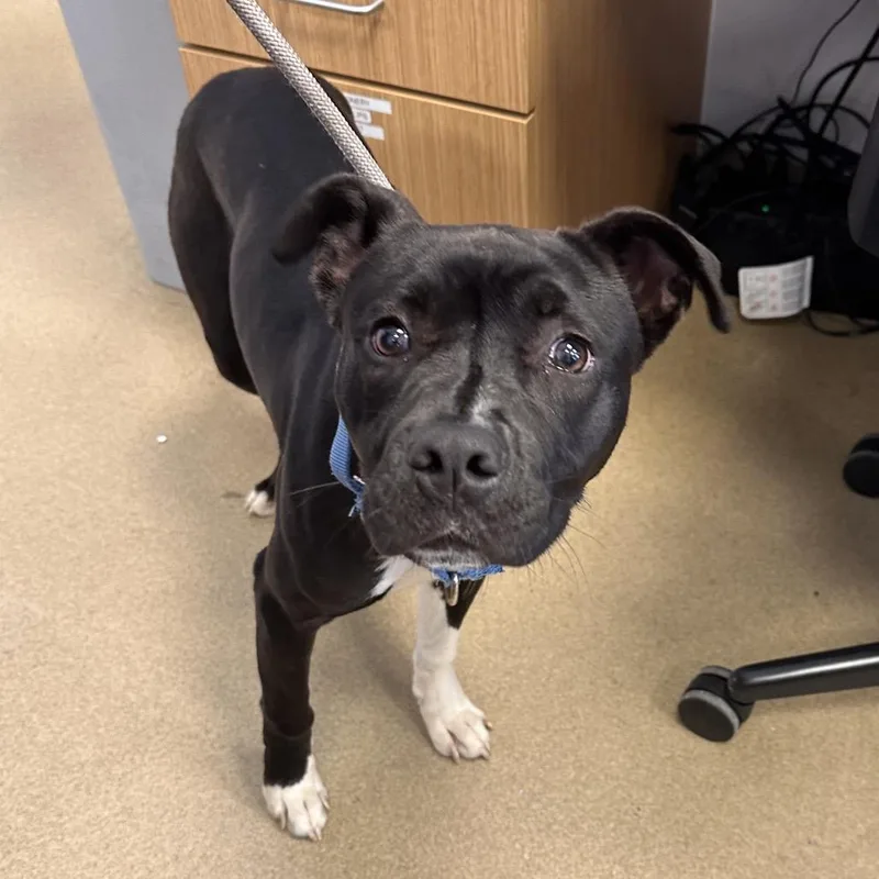 Prudence thumbnail 4
