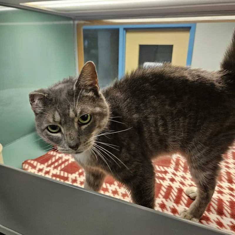 An adult medium-sized male Domestic Short Hair cat named Broccoli for adoption in Suffolk, VA