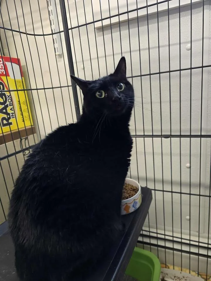 An adult medium-sized female Black Domestic Short Hair cat named Mecca for adoption in Winthrop, ME